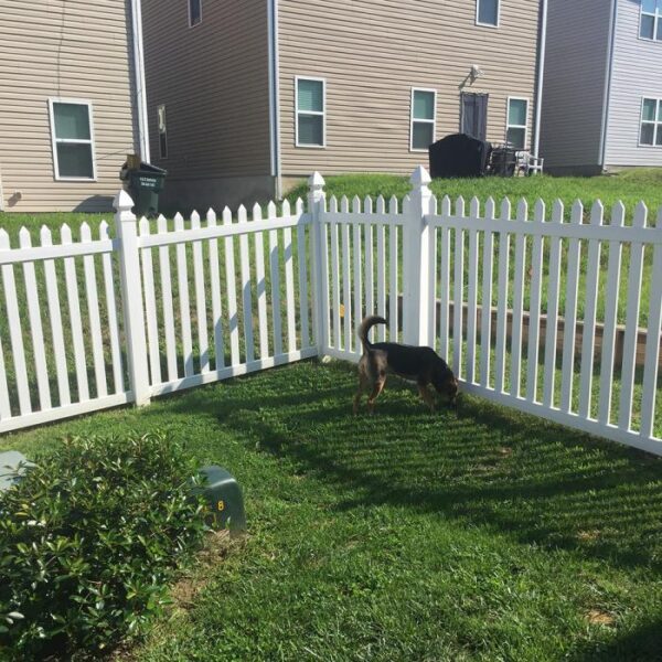Murton white vinyl picket fence with small dog
